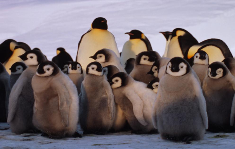 Emperor penguins risk extinction from the climate crisis | WWF